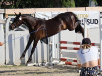 Vente de poney